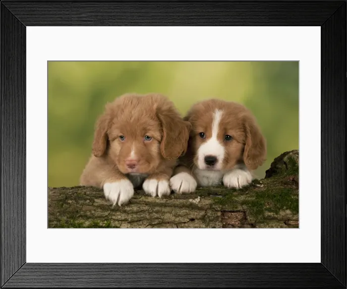 Framed Print : Picture No. 10947023 Framed Print : Picture No. 10947023
