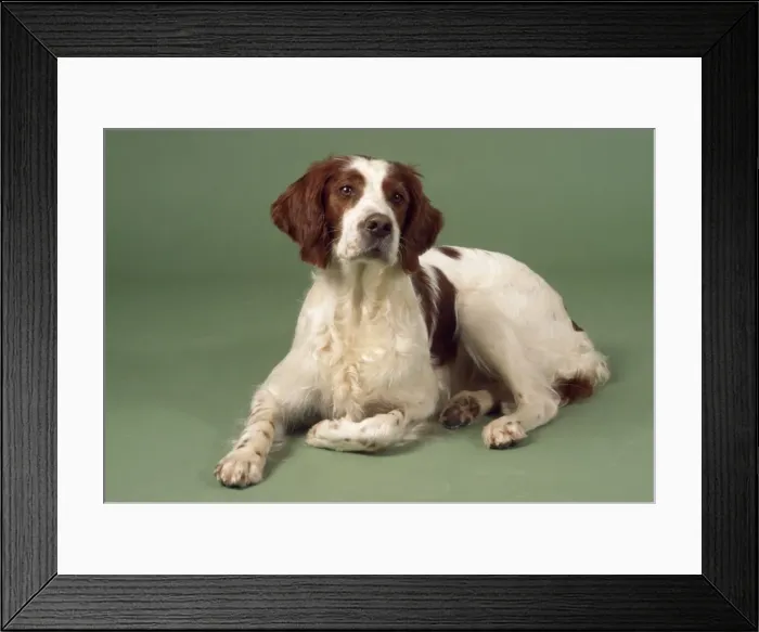 Framed Print : Picture No. 10947030 Framed Print : Picture No. 10947030