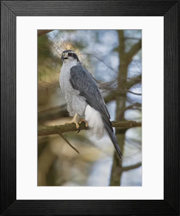 Framed Print : Picture No. 10947036 Framed Print : Picture No. 10947036