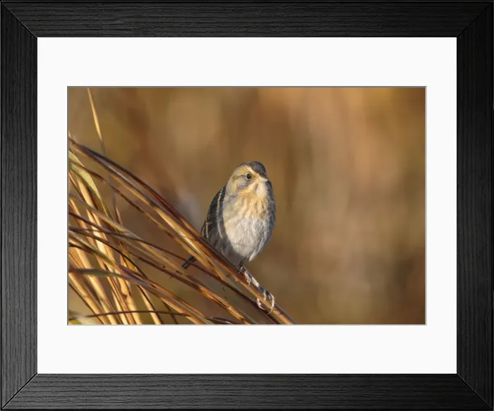 Framed Print : Picture No. 10947034 Framed Print : Picture No. 10947034