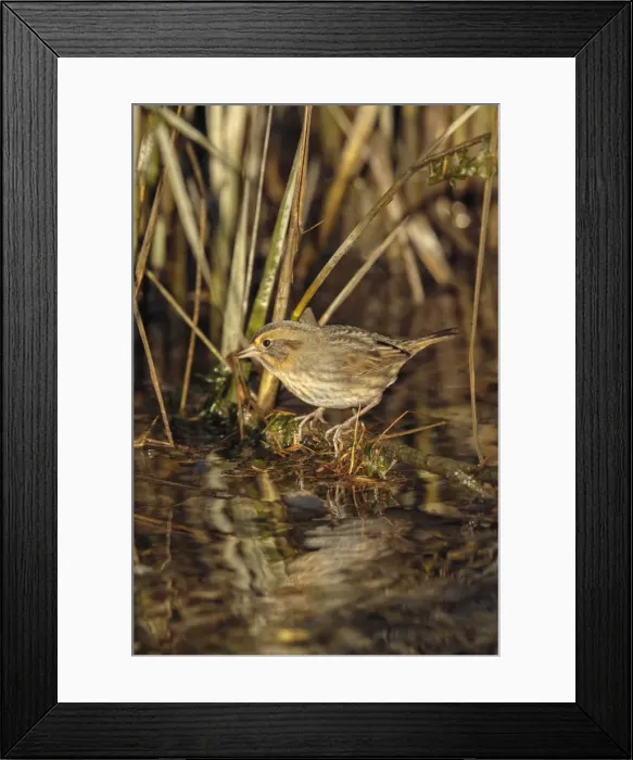 Framed Print : Picture No. 10947035