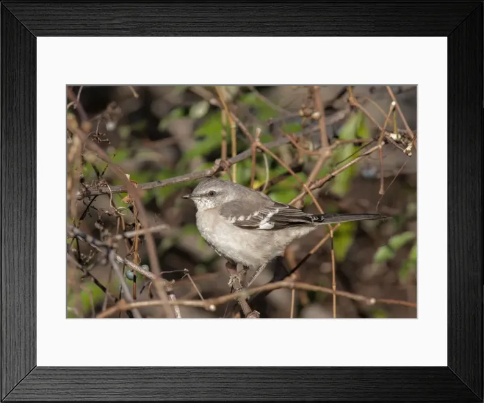 Framed Print : Picture No. 10947038 Framed Print : Picture No. 10947038