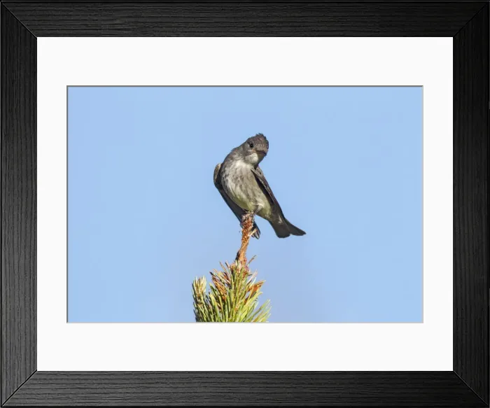 Framed Print : Picture No. 10947040 Framed Print : Picture No. 10947040