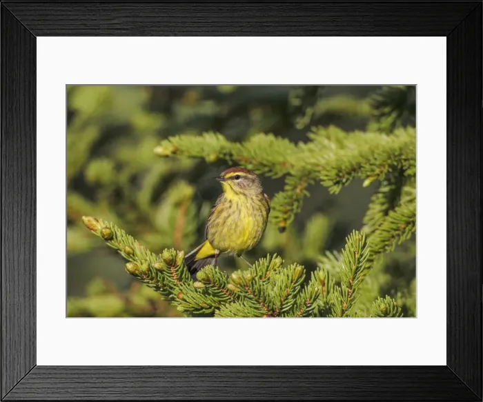Framed Print : Picture No. 10947043 Framed Print : Picture No. 10947043