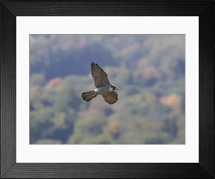 Framed Print : Picture No. 10947045 Framed Print : Picture No. 10947045