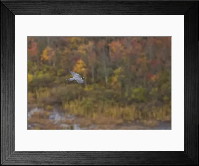 Framed Print : Picture No. 10947046 Framed Print : Picture No. 10947046