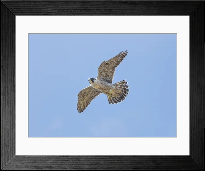 Framed Print : Picture No. 10947047 Framed Print : Picture No. 10947047