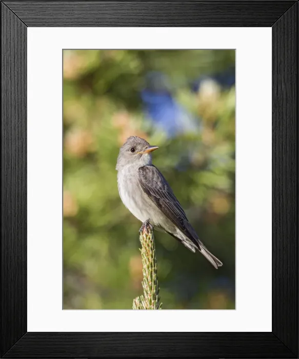 Framed Print : Picture No. 10947041