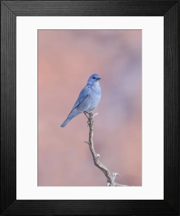 Framed Print : Picture No. 10947049 Framed Print : Picture No. 10947049