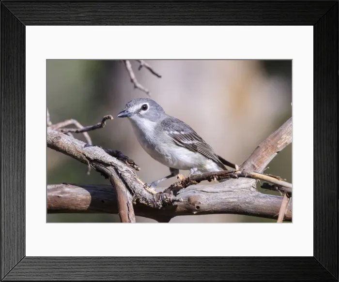 Framed Print : Picture No. 10947051