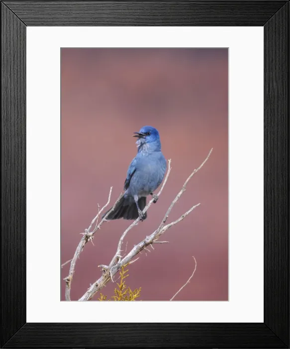 Framed Print : Picture No. 10947048 Framed Print : Picture No. 10947048