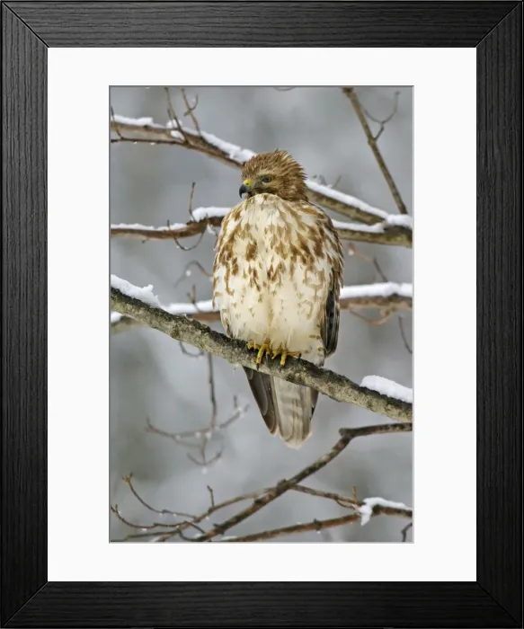 Framed Print : Picture No. 10947055 Framed Print : Picture No. 10947055