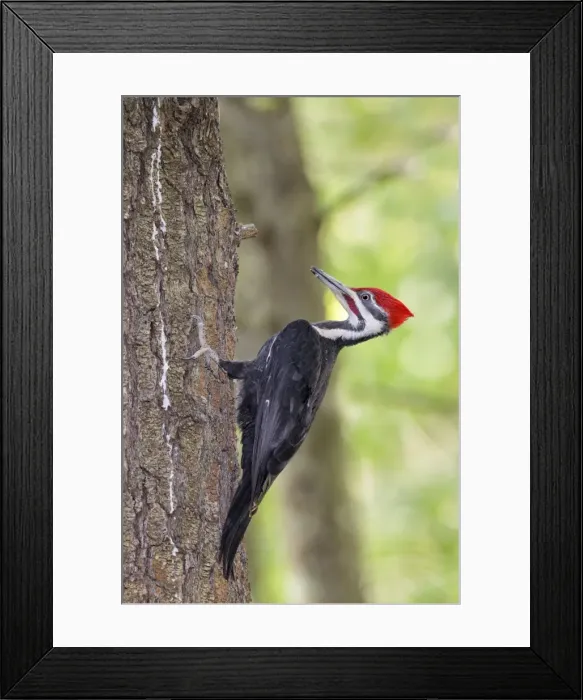 Framed Print : Picture No. 10947050 Framed Print : Picture No. 10947050