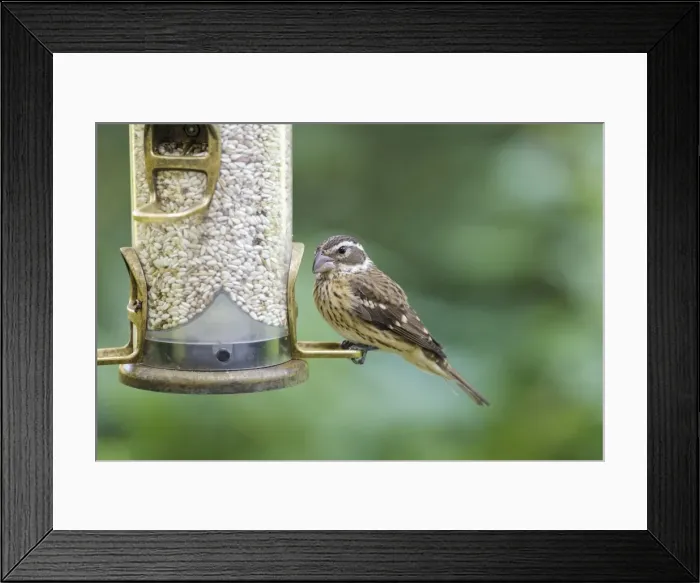 Framed Print : Picture No. 10947054 Framed Print : Picture No. 10947054