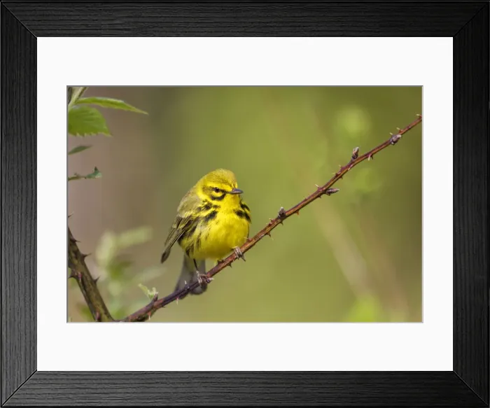 Framed Print : Picture No. 10947052 Framed Print : Picture No. 10947052
