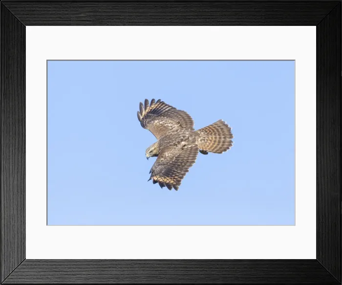 Framed Print : Picture No. 10947056 Framed Print : Picture No. 10947056