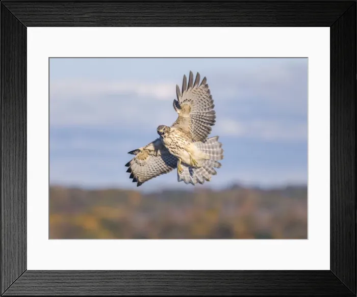 Framed Print : Picture No. 10947057 Framed Print : Picture No. 10947057