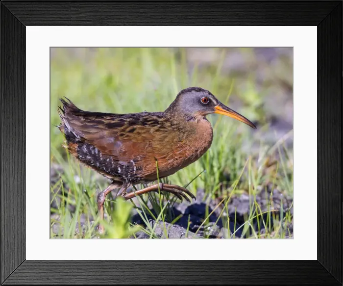 Framed Print : Picture No. 10947062 Framed Print : Picture No. 10947062
