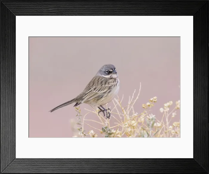 Framed Print : Picture No. 10947059 Framed Print : Picture No. 10947059