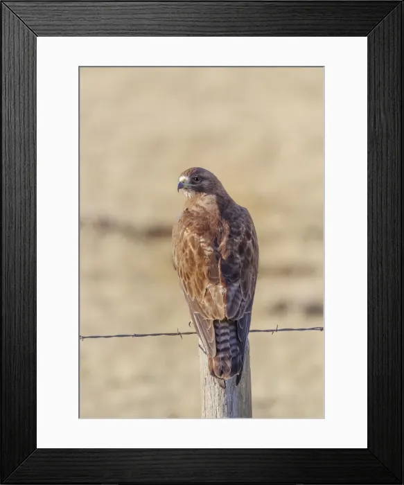 Framed Print : Picture No. 10947060 Framed Print : Picture No. 10947060