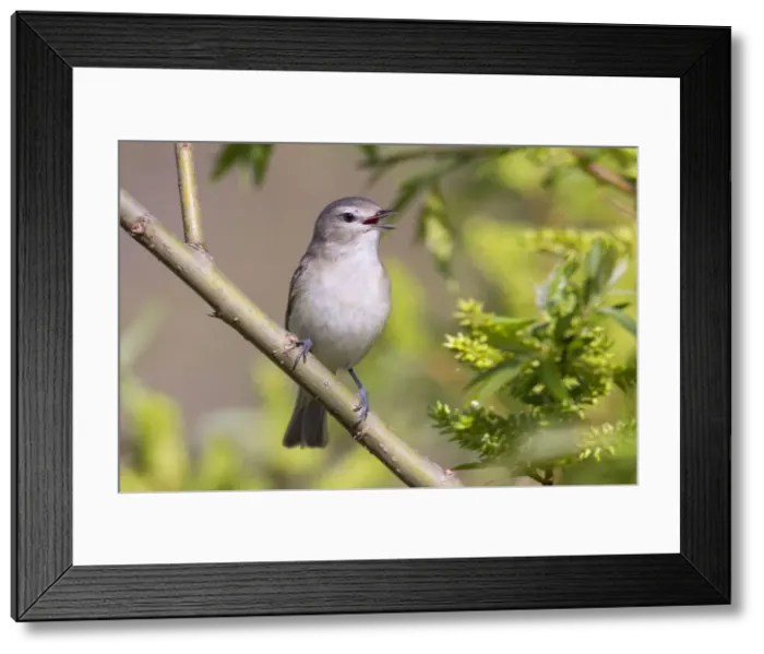 Framed Print : Picture No. 10947063 Framed Print : Picture No. 10947063