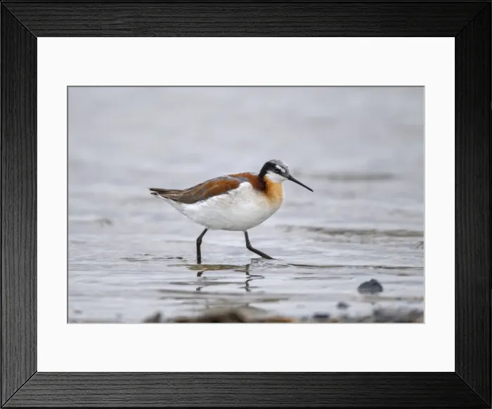 Framed Print : Picture No. 10947065 Framed Print : Picture No. 10947065
