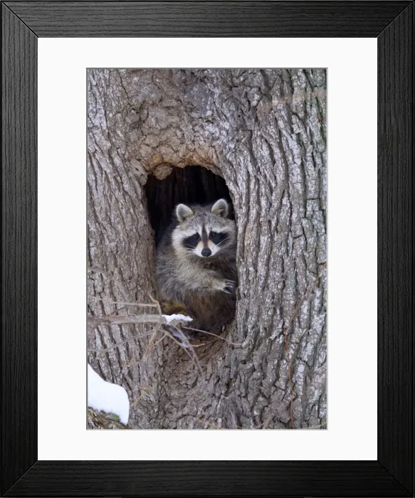 Framed Print : Picture No. 10947053 Framed Print : Picture No. 10947053