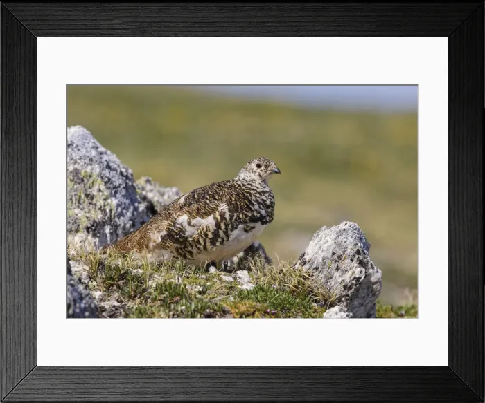 Framed Print : Picture No. 10947069 Framed Print : Picture No. 10947069