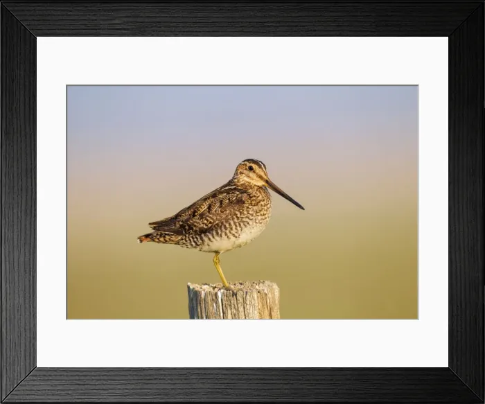 Framed Print : Picture No. 10947067 Framed Print : Picture No. 10947067