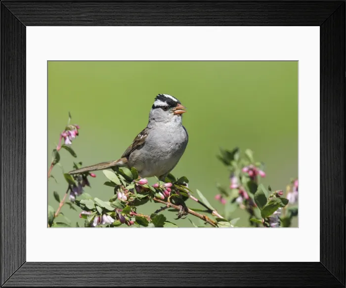 Framed Print : Picture No. 10947064 Framed Print : Picture No. 10947064