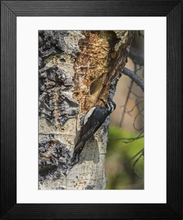 Framed Print : Picture No. 10947066 Framed Print : Picture No. 10947066