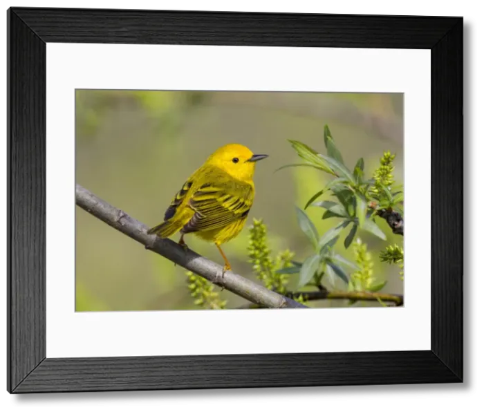 Framed Print : Picture No. 10947074 Framed Print : Picture No. 10947074