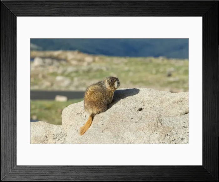 Framed Print : Picture No. 10947073 Framed Print : Picture No. 10947073