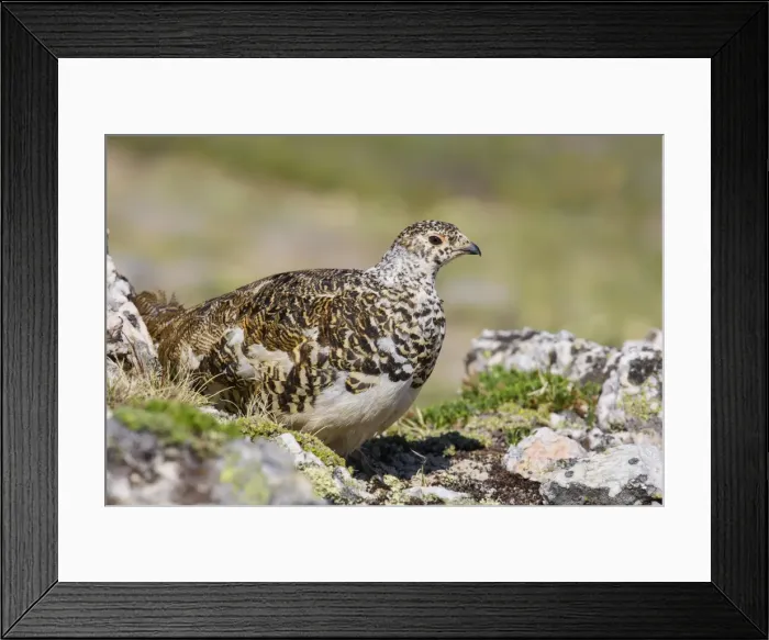 Framed Print : Picture No. 10947071 Framed Print : Picture No. 10947071