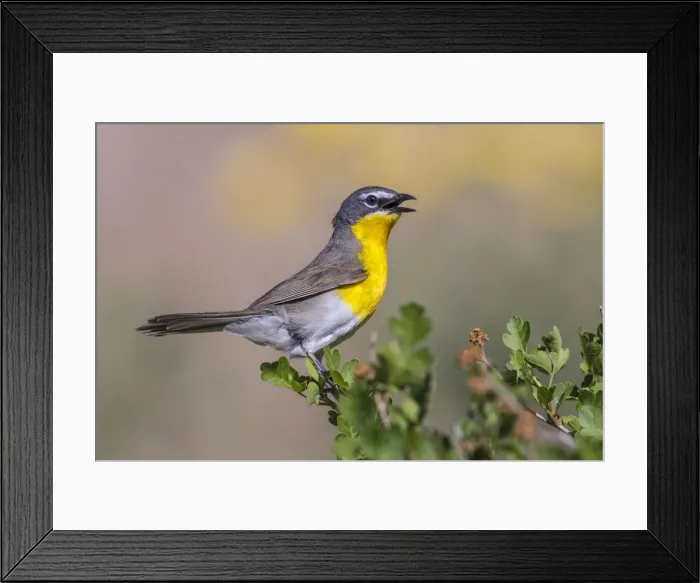 Framed Print : Picture No. 10947072 Framed Print : Picture No. 10947072