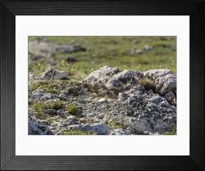 Framed Print : Picture No. 10947070 Framed Print : Picture No. 10947070
