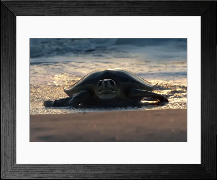 Framed Print : Picture No. 10947317 Framed Print : Picture No. 10947317