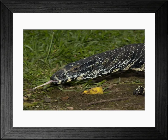 Framed Print : Picture No. 10947316 Framed Print : Picture No. 10947316