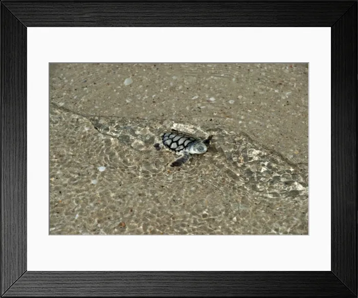 Framed Print : Picture No. 10947318 Framed Print : Picture No. 10947318