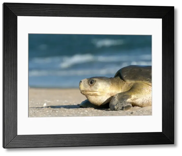 Framed Print : Picture No. 10947322