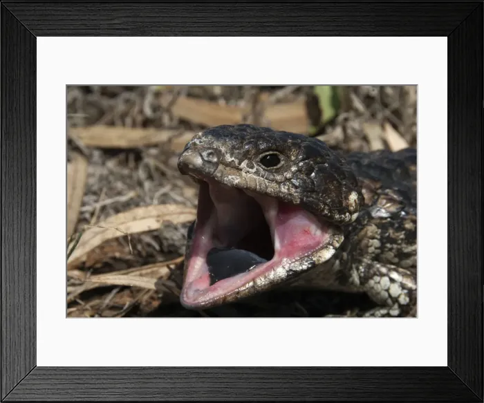Framed Print : Picture No. 10947323