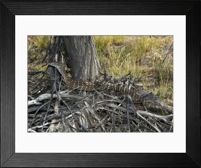 Framed Print : Picture No. 10947320 Framed Print : Picture No. 10947320