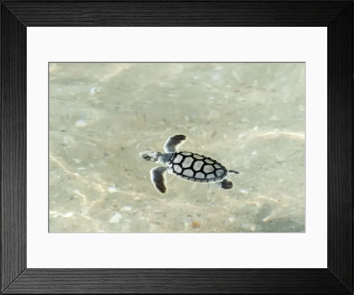 Framed Print : Picture No. 10947327 Framed Print : Picture No. 10947327