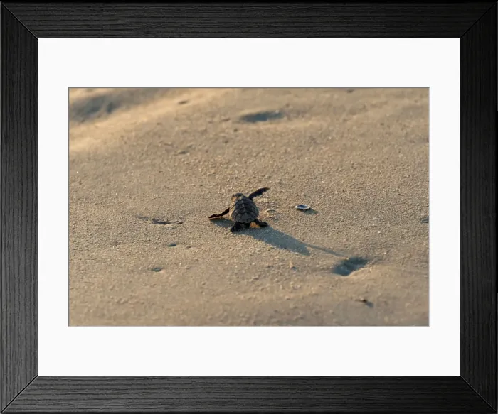 Framed Print : Picture No. 10947329