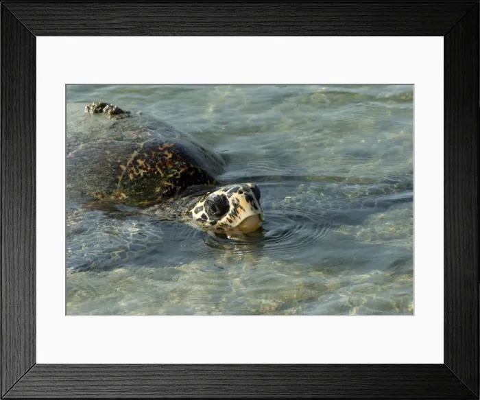 Framed Print : Picture No. 10947328 Framed Print : Picture No. 10947328
