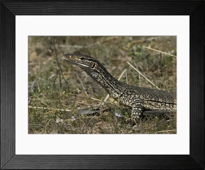 Framed Print : Picture No. 10947331 Framed Print : Picture No. 10947331