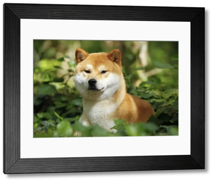 Framed Print : Picture No. 10922292 Framed Print : Picture No. 10922292