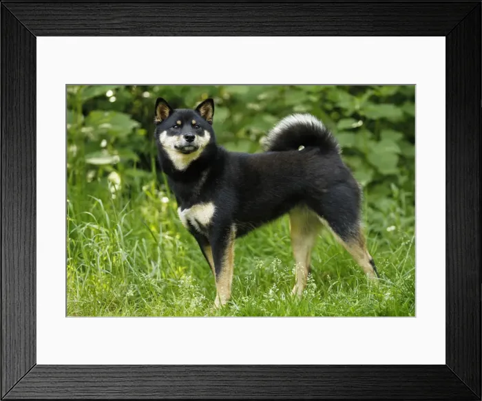 Framed Print : Picture No. 10922301 Framed Print : Picture No. 10922301