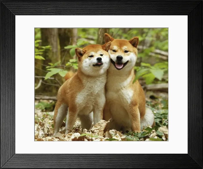 Framed Print : Picture No. 10922342 Framed Print : Picture No. 10922342