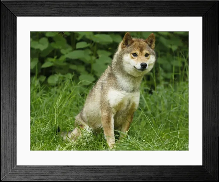 Framed Print : Picture No. 10922307 Framed Print : Picture No. 10922307